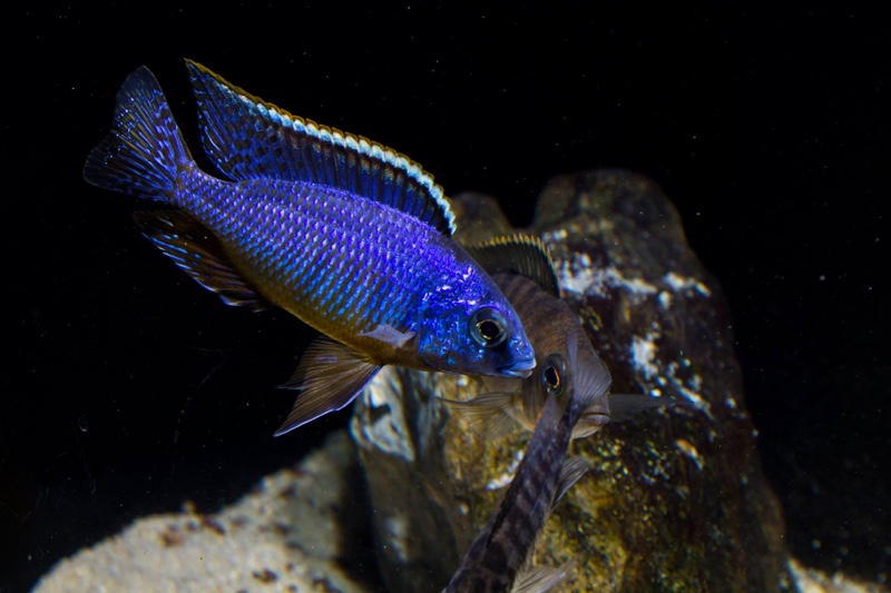 Aulonocara jacobfreibergi 'Undu Reef'